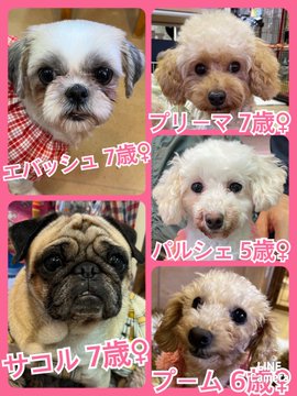 🐾今日の里親様募集中ワンコ🐶メンバーです🐾2022,12,8【保護犬カフェ天神橋店】